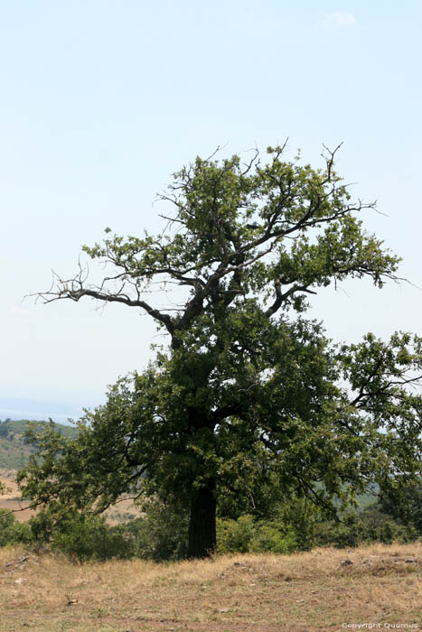 Tree Izvorishte / Bulgaria 