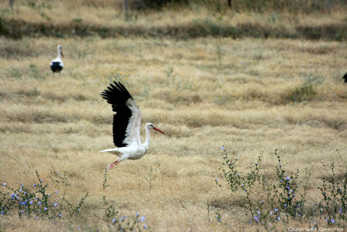 Flock of Storks Izvorishte / Bulgaria 