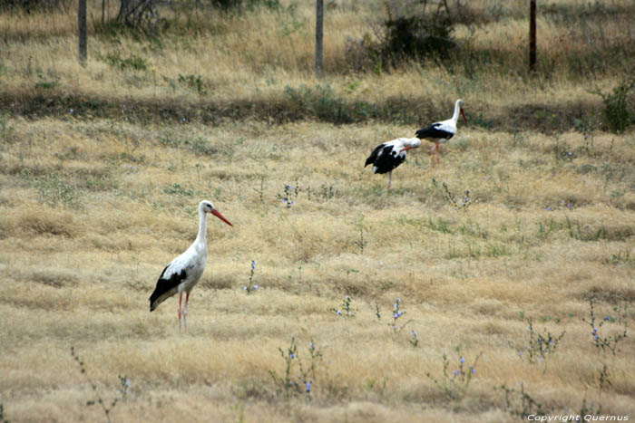 Flock of Storks Izvorishte / Bulgaria 