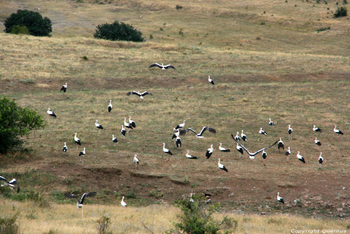 Flock of Storks Izvorishte / Bulgaria 