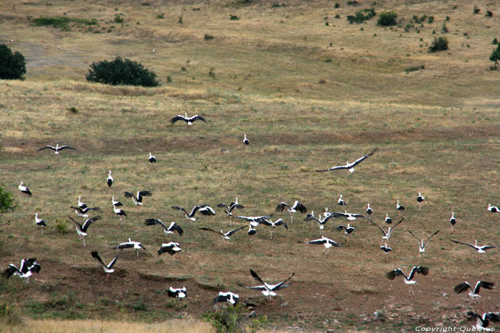 Flock of Storks Izvorishte / Bulgaria 