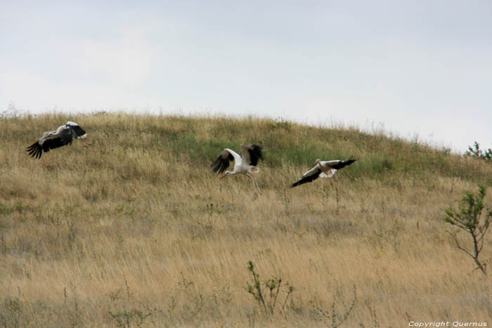 Flock of Storks Izvorishte / Bulgaria 