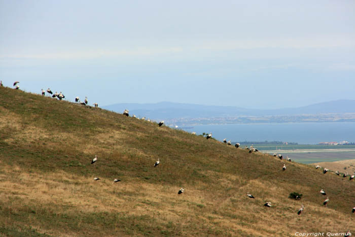 Flock of Storks Izvorishte / Bulgaria 