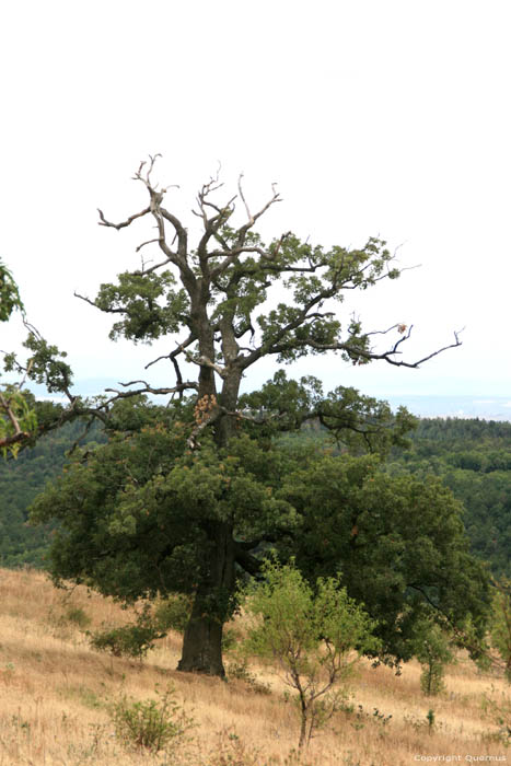 Tree Bryastovets / Bulgaria 