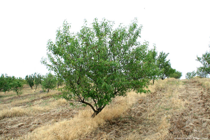 Tree Bryastovets / Bulgaria 