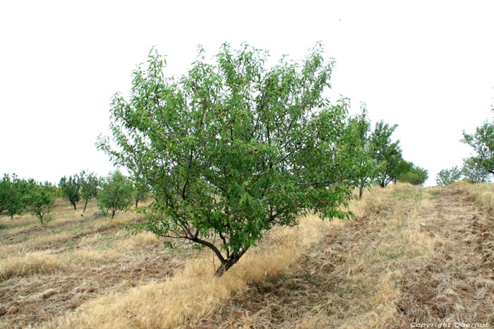 Arbre Bryastovets / Bulgarie 