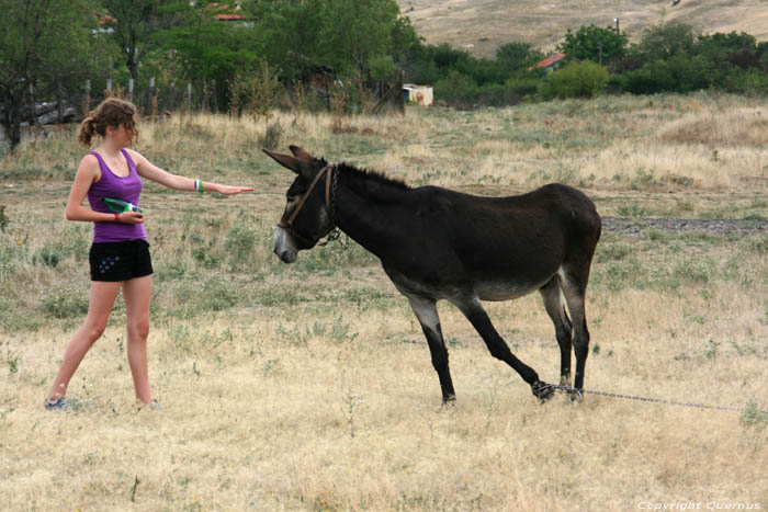 Mule (qui des Deux?) Bryastovets / Bulgarie 