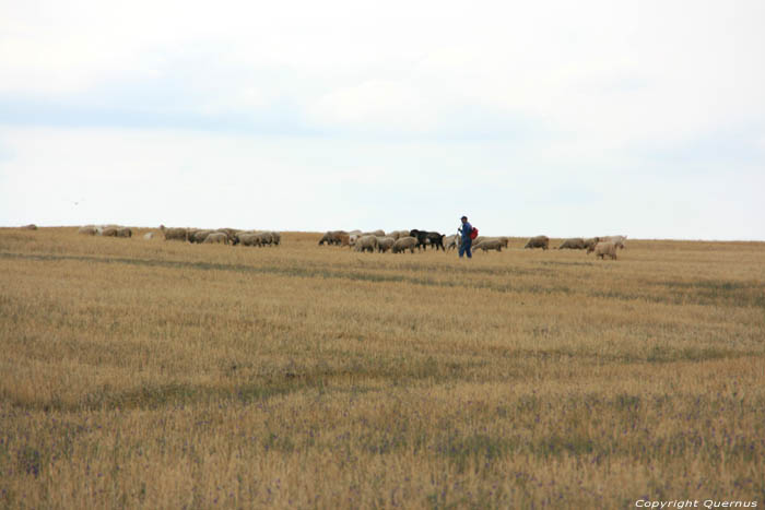 Herder Bryastovets / Bulgarije 