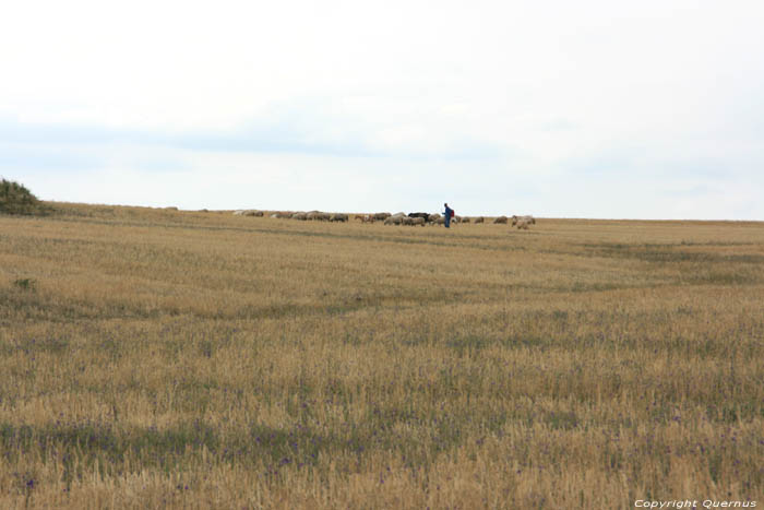 Herder Bryastovets / Bulgarije 