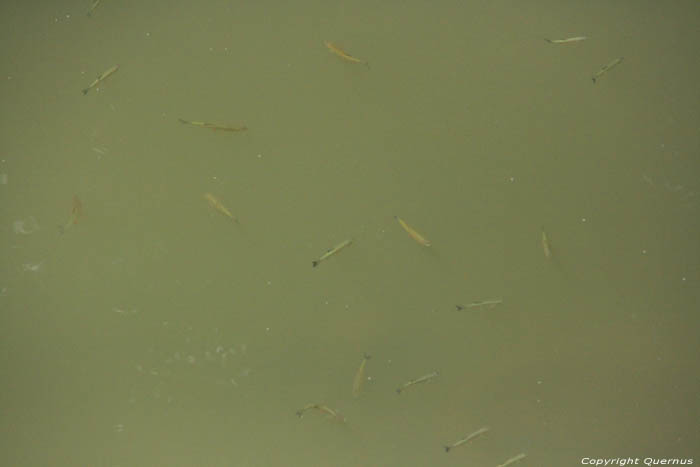Luda Kamchiarivier Kamchia / Bulgarije 