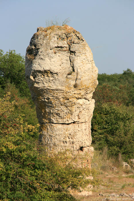 Versteend Bos Varna / Bulgarije 