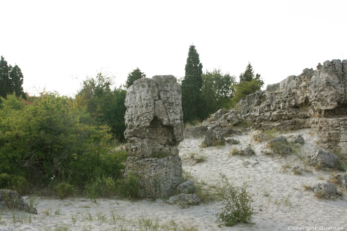 Versteend Bos Varna / Bulgarije 