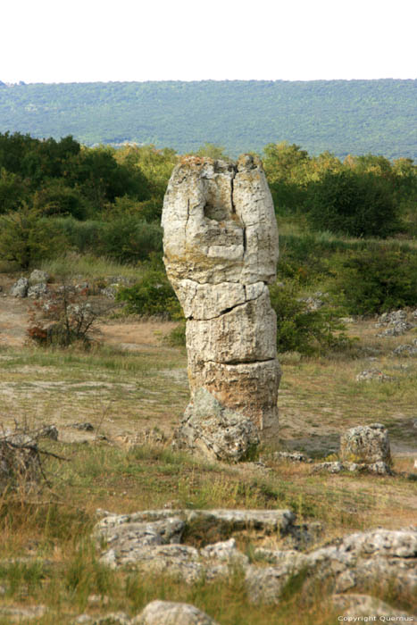 Versteend Bos Varna / Bulgarije 