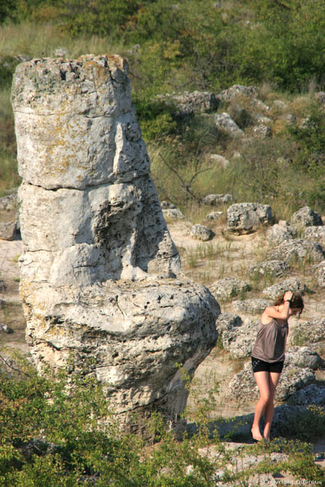 Versteend Bos Varna / Bulgarije 