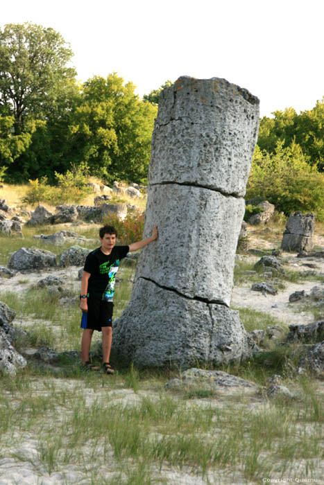 Versteend Bos Varna / Bulgarije 