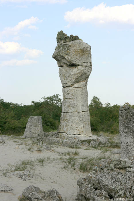 Versteend Bos Varna / Bulgarije 