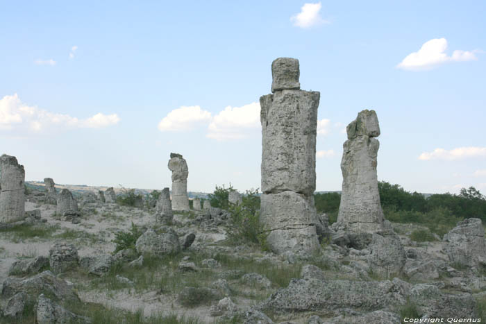 Versteend Bos Varna / Bulgarije 