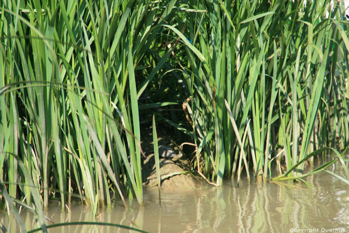 Kamchia Rivier nabij monding Bliznatzi / Bulgarije 