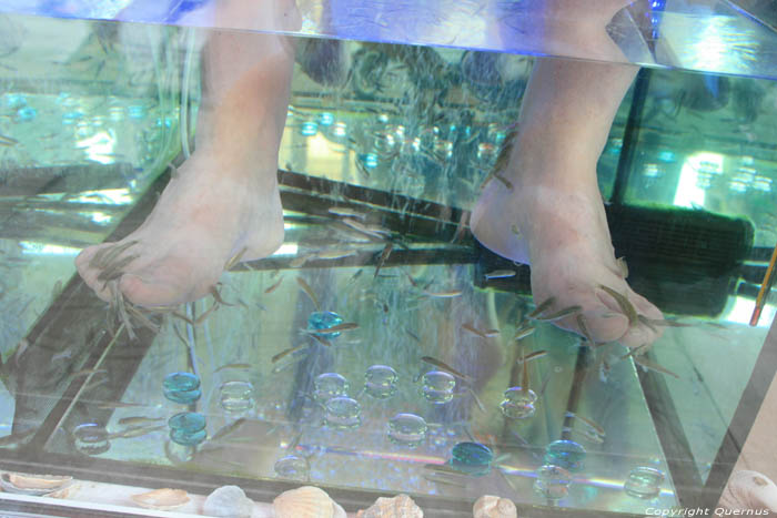 Mijn voeten die door visjes afgekuisd worden Sozopol / Bulgarije 