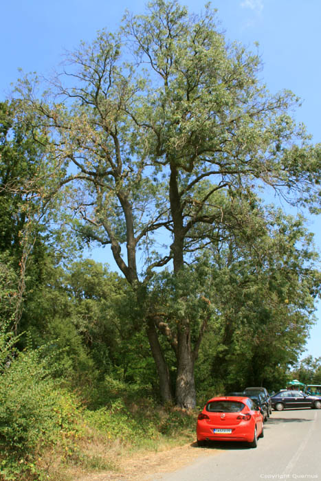 Tree Dyuny / Bulgaria 