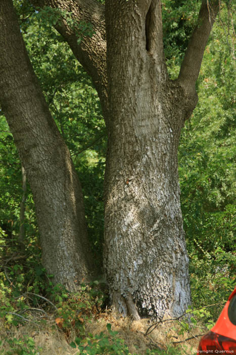 Arbre Dyuny / Bulgarie 