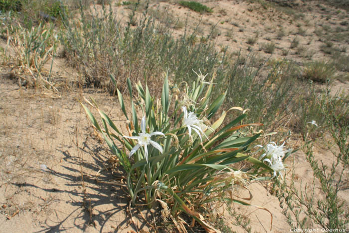 Flowers in Ropotami Dunes Dyuny / Bulgaria 