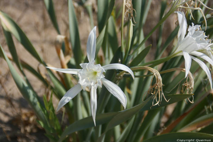 Flowers in Ropotami Dunes Dyuny / Bulgaria 