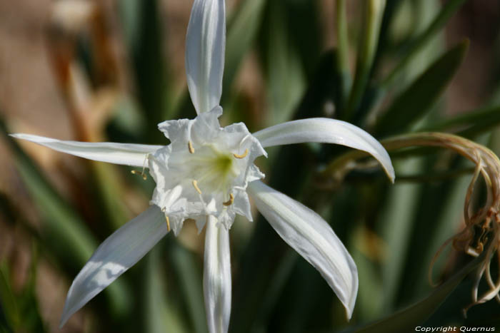 Fleures dans Dunes de Ropotami Dyuny / Bulgarie 