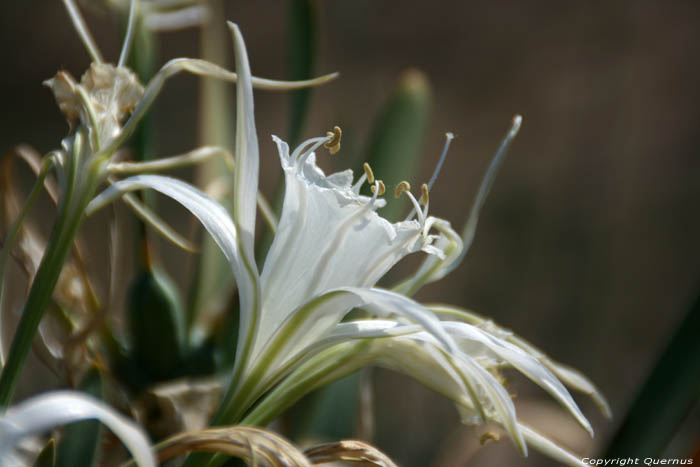 Flowers in Ropotami Dunes Dyuny / Bulgaria 