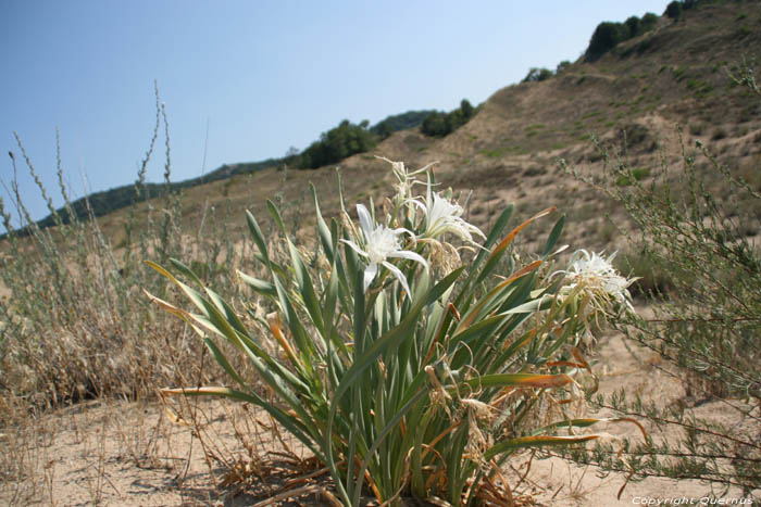 Flowers in Ropotami Dunes Dyuny / Bulgaria 