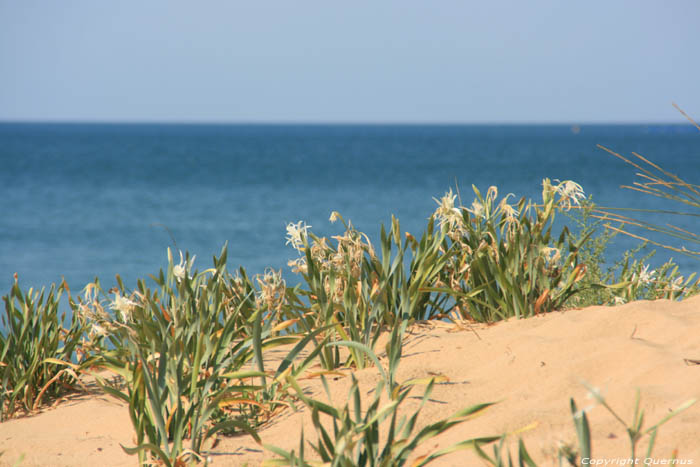 Fleures dans Dunes de Ropotami Dyuny / Bulgarie 