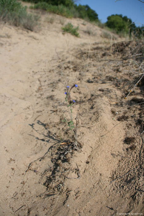 Blauwe bloem in Ropotami Duinen Dyuny / Bulgarije 