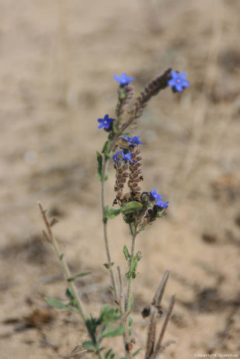 Fleure Blueue dans Dunes de Ropotami Dyuny / Bulgarie 