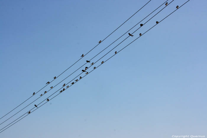 Swallows Izvorishte / Bulgaria 