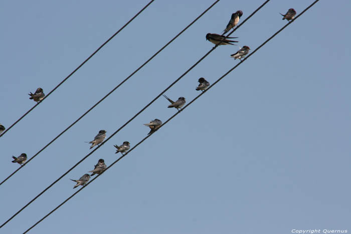 Swallows Izvorishte / Bulgaria 