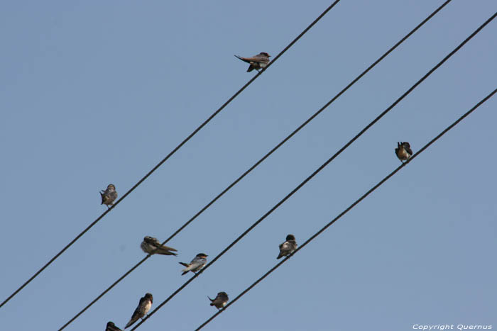 Swallows Izvorishte / Bulgaria 