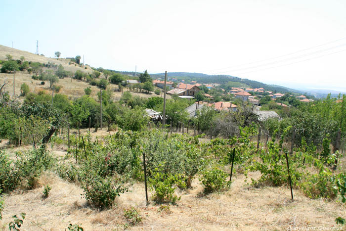 Mon tout petit Vignoble Izvorishte / Bulgarie 