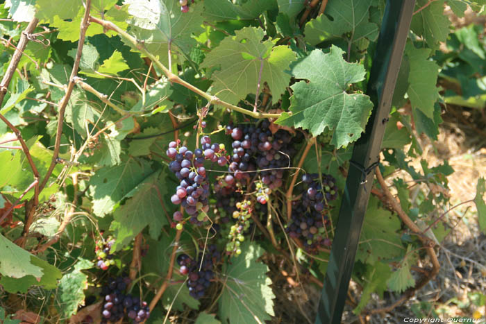 My small Wineyard Izvorishte / Bulgaria 