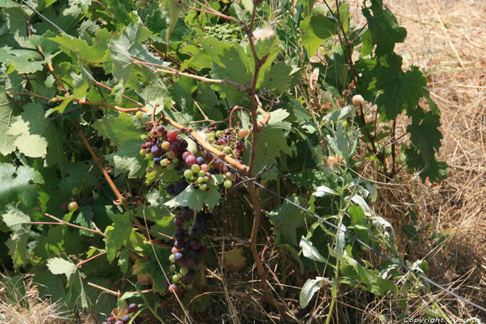 Mon tout petit Vignoble Izvorishte / Bulgarie 