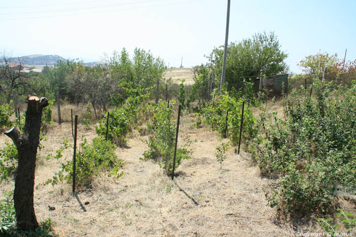 Mon tout petit Vignoble Izvorishte / Bulgarie 