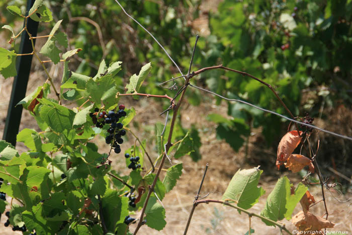 Mon tout petit Vignoble Izvorishte / Bulgarie 