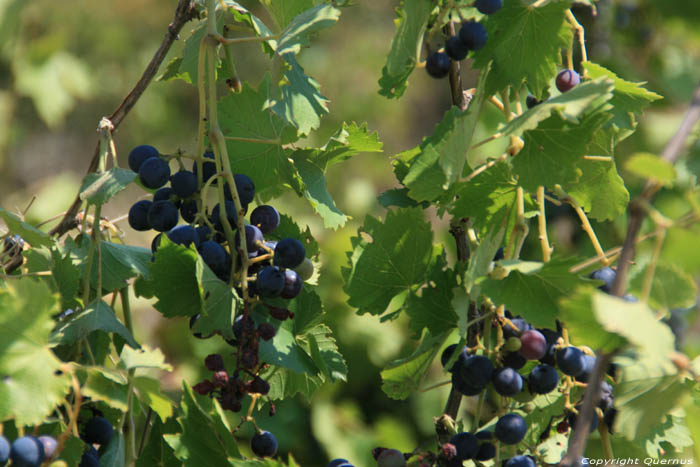 Mon tout petit Vignoble Izvorishte / Bulgarie 