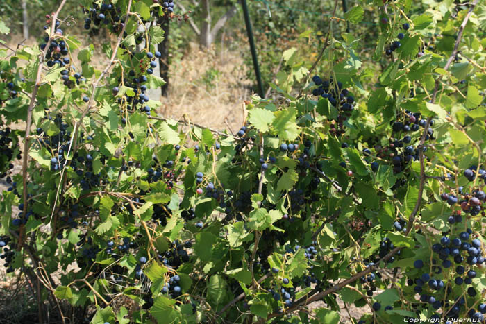 Mon tout petit Vignoble Izvorishte / Bulgarie 