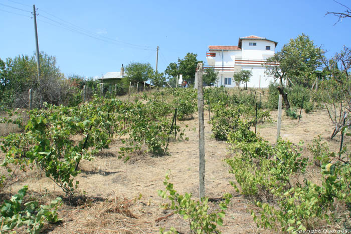 Mon tout petit Vignoble Izvorishte / Bulgarie 