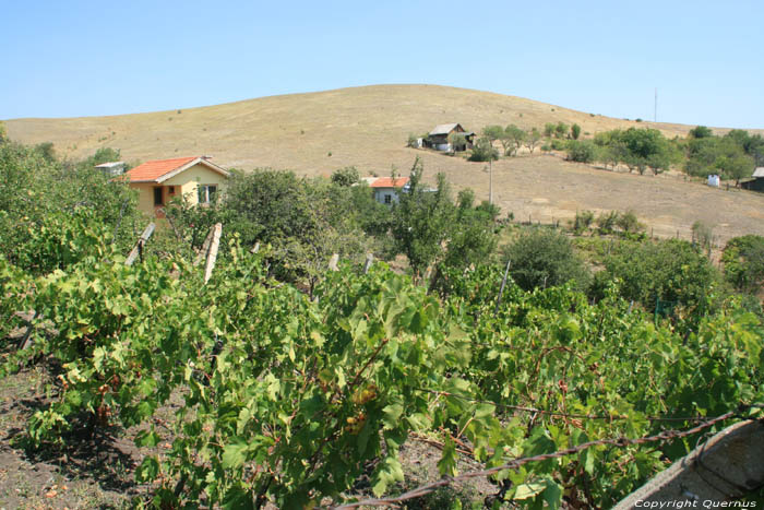 Mon tout petit Vignoble Izvorishte / Bulgarie 