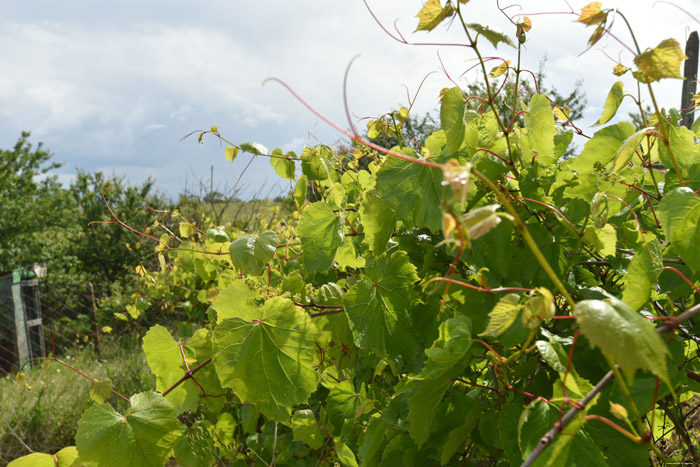 Mon tout petit Vignoble Izvorishte / Bulgarie 