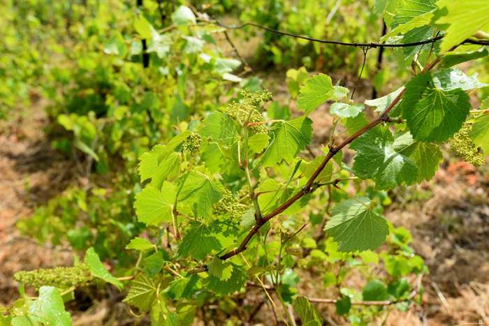 Mon tout petit Vignoble Izvorishte / Bulgarie 