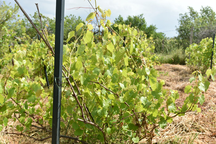 My small Wineyard Izvorishte / Bulgaria 