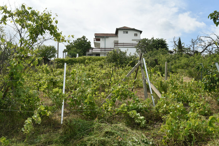 Mon tout petit Vignoble Izvorishte / Bulgarie 