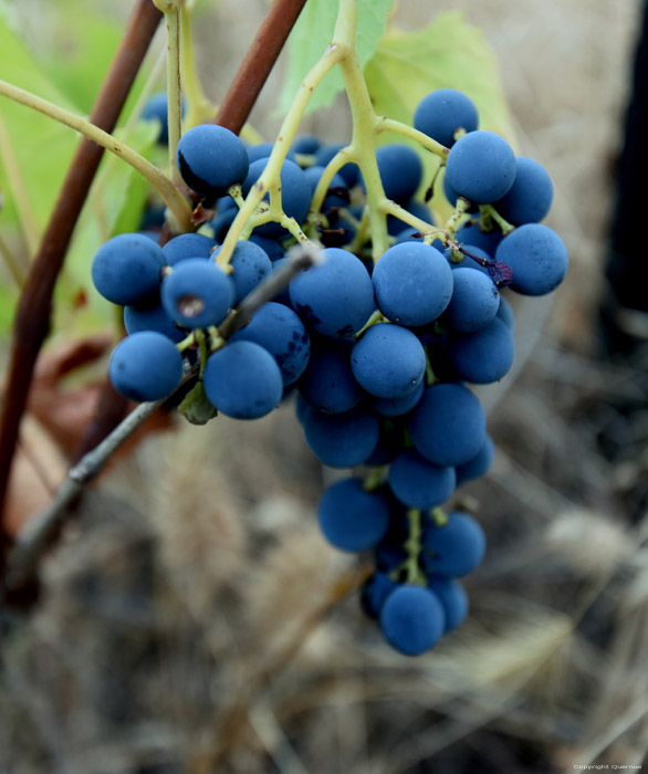 Mon tout petit Vignoble Izvorishte / Bulgarie 